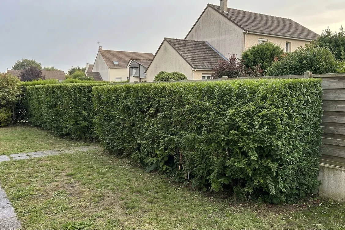Après les travaux : exemple : haie négligée remise en forme au bord d'une pelouse