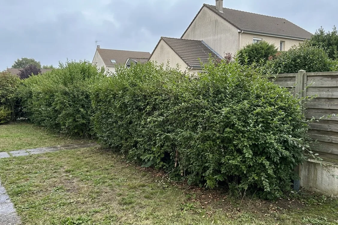 Avant les travaux : exemple : haie négligée remise en forme au bord d'une pelouse